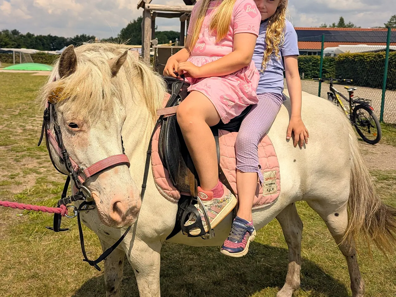 Billede 17 - Knabstrupperpony til ridning eller avl