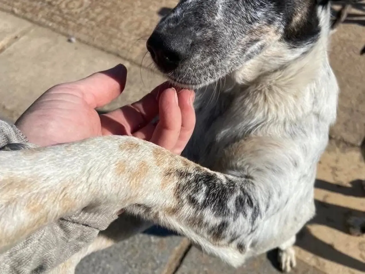 Billede 10 - Bella til adoption! 🩷