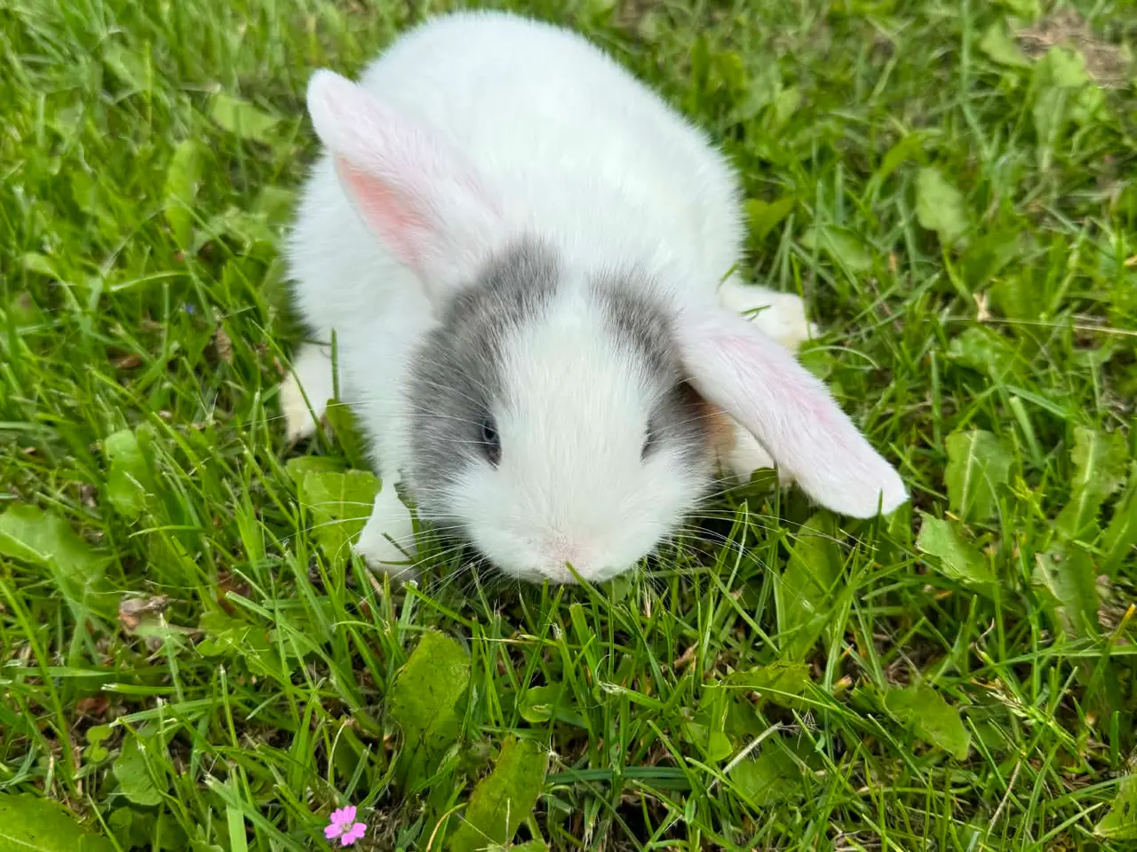 Billede 4 - Dværg vædder kaninunger 🐰