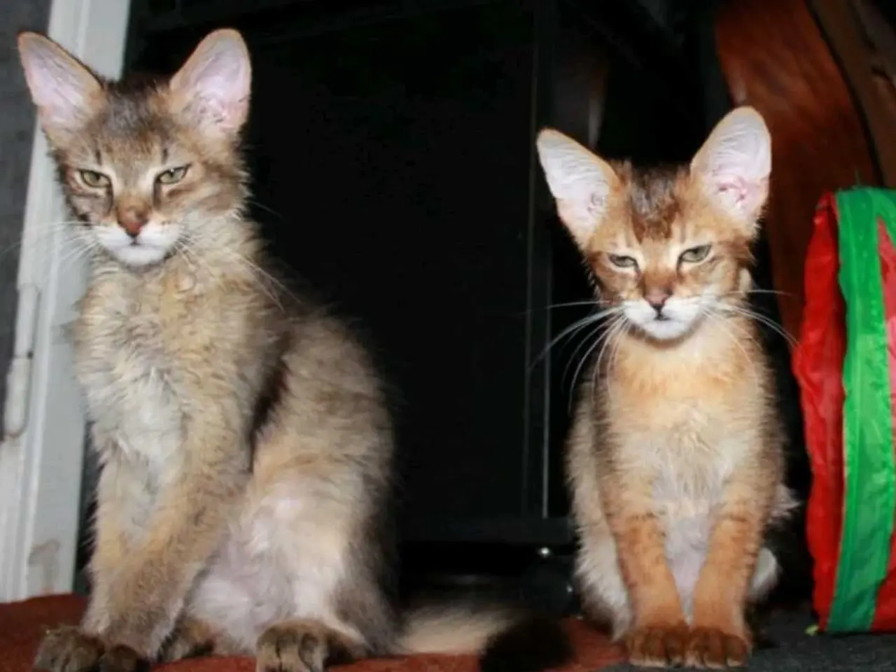 Billede 7 - Charmende Chausie-kilinger