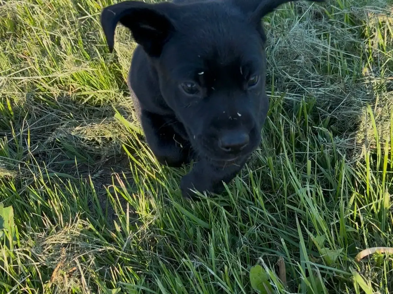 Billede 6 - Labrador hvalpe søger nye familier 🖤