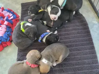 Staffordshire Bull Terrier hvalpe - 3