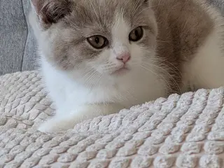 British shorthair hankiling - 2