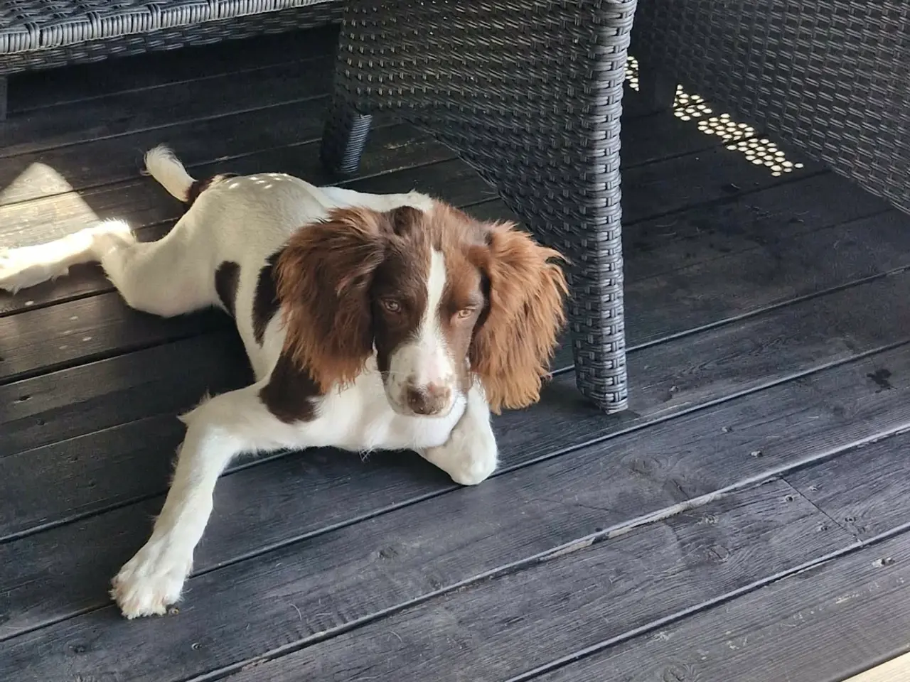 Billede 1 - Rigtig sød og kærlig hanhund