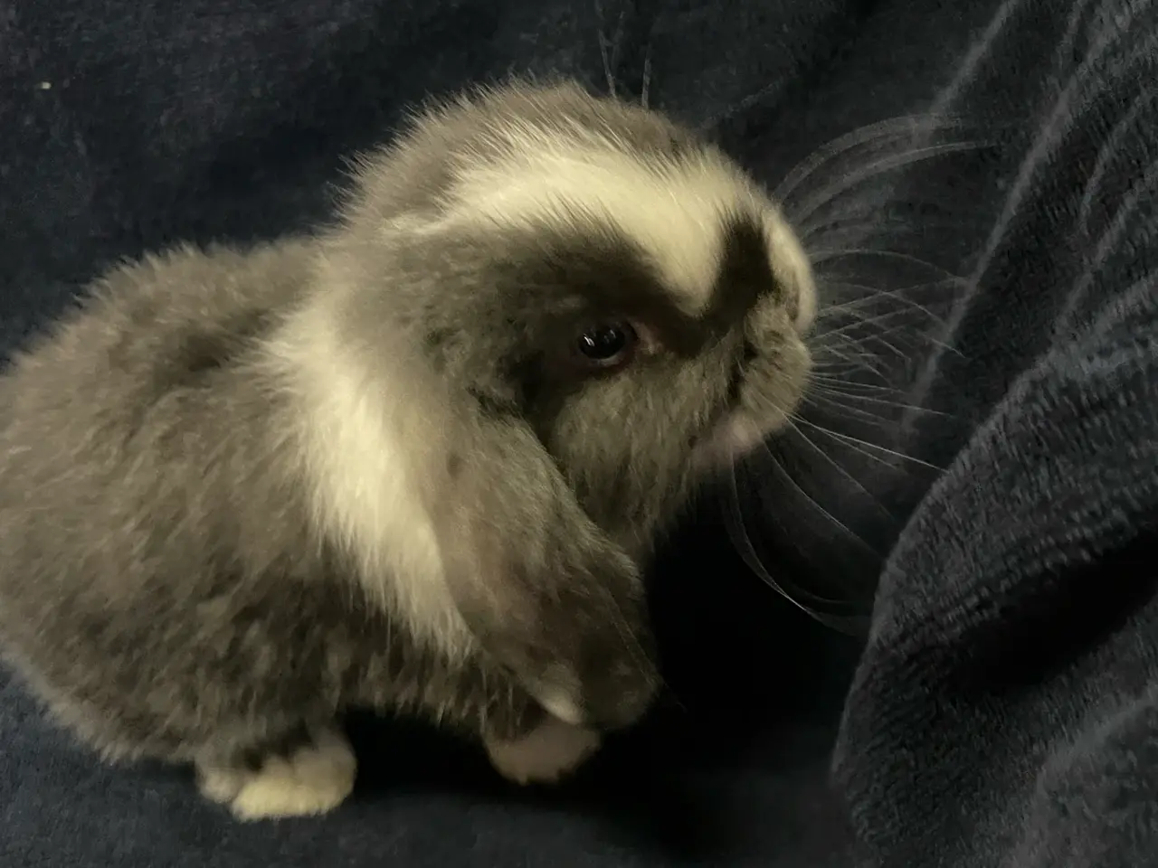 Billede 7 - Mini lop/ Lion lop kanin unger