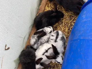 Kaninunger og far kanin sælges