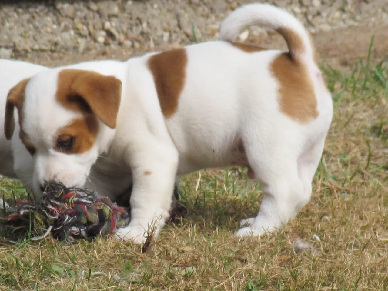 Billede 15 - DKK Jack Russell hvalpe – 2 hanner tilbage!