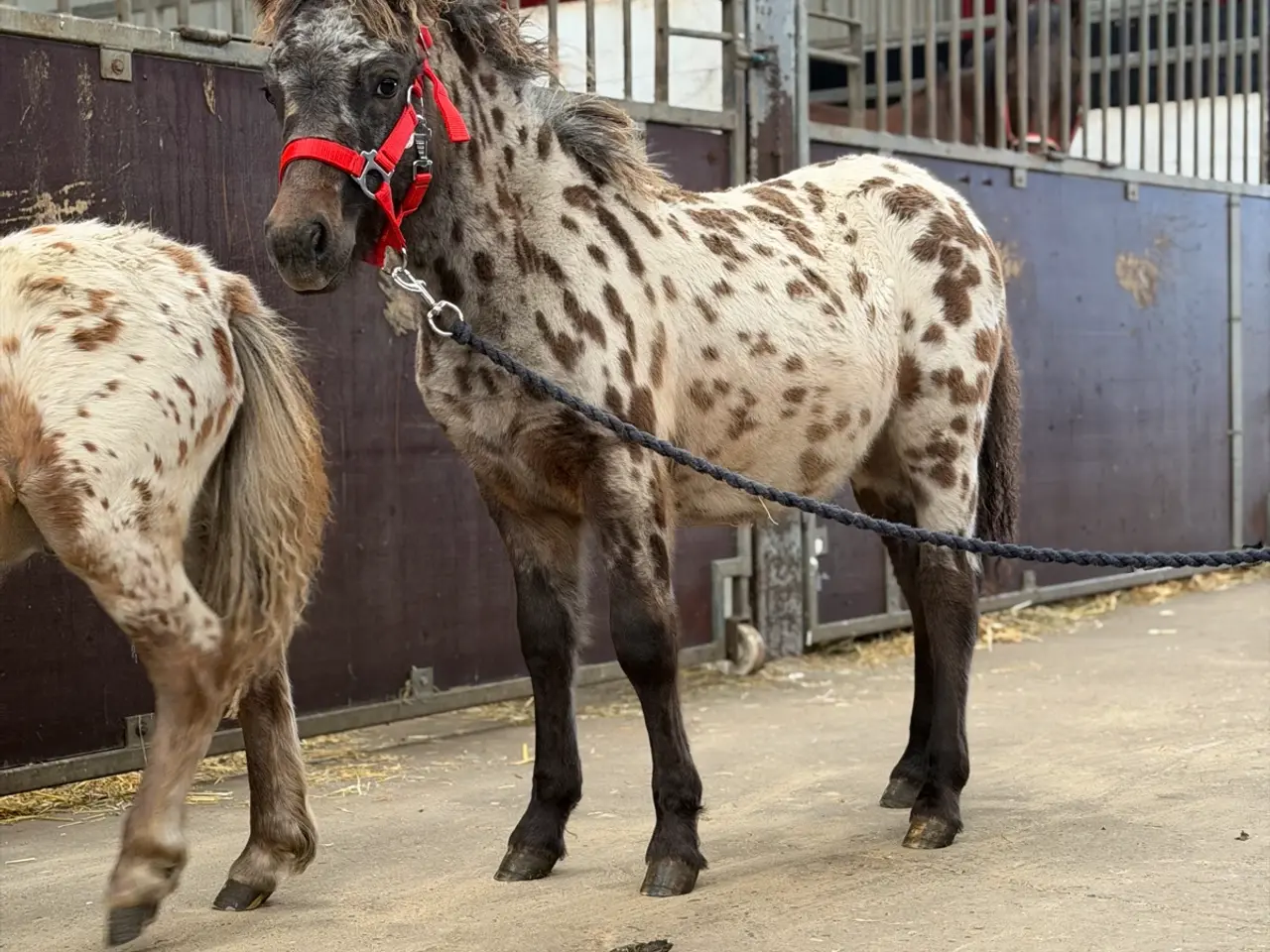 Billede 1 - Plettet pony føl