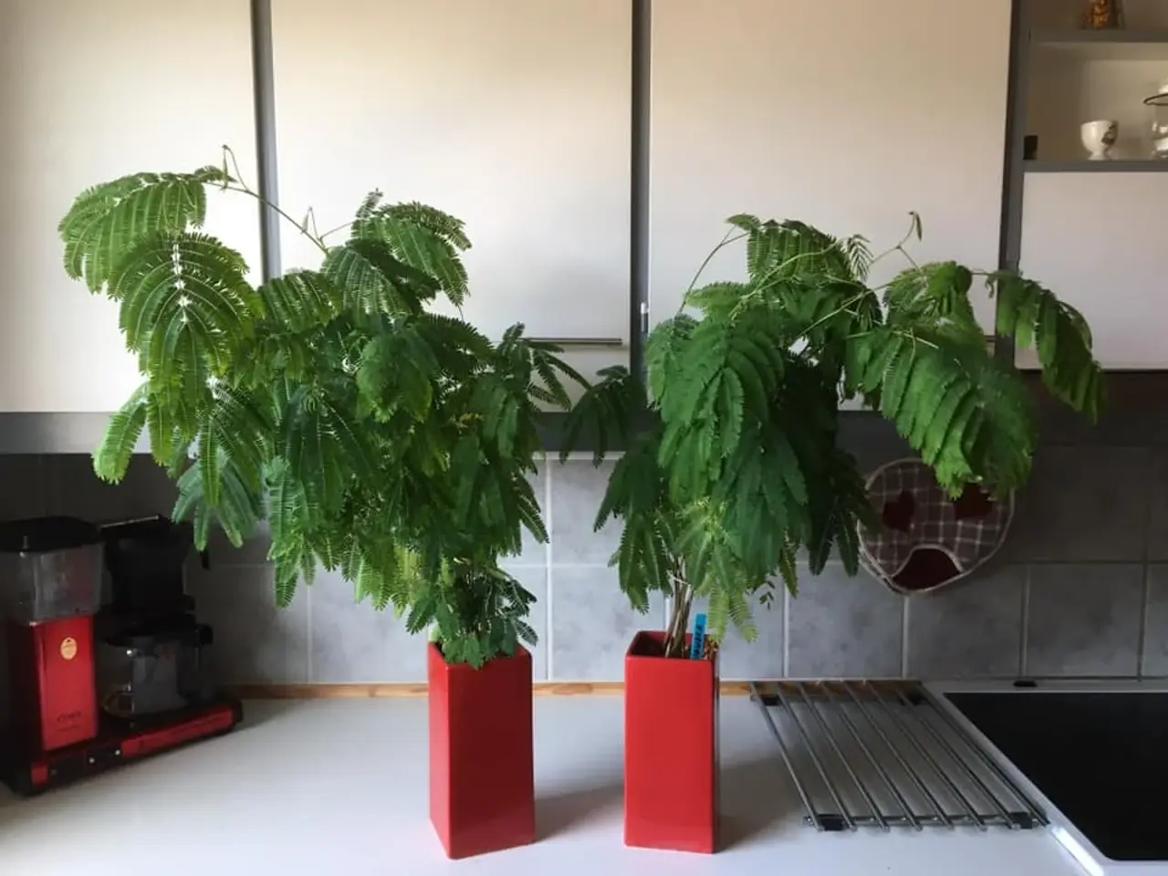 Billede 5 - 30 Sovende Silkerosentræ 