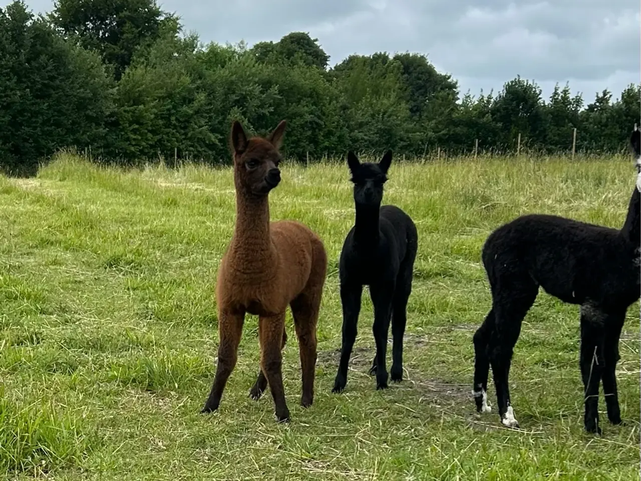 Billede 4 - Alpaca hingste føl