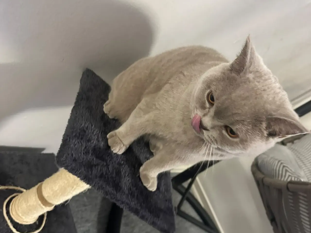 Billede 6 - British Shorthair hankat med stamtavle
