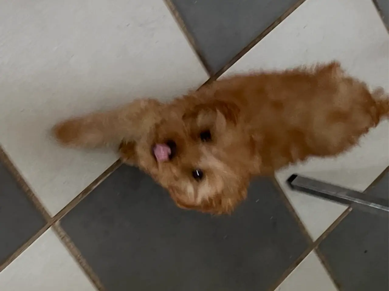 Billede 7 - 2 skønne cavapoo fb1 damer…