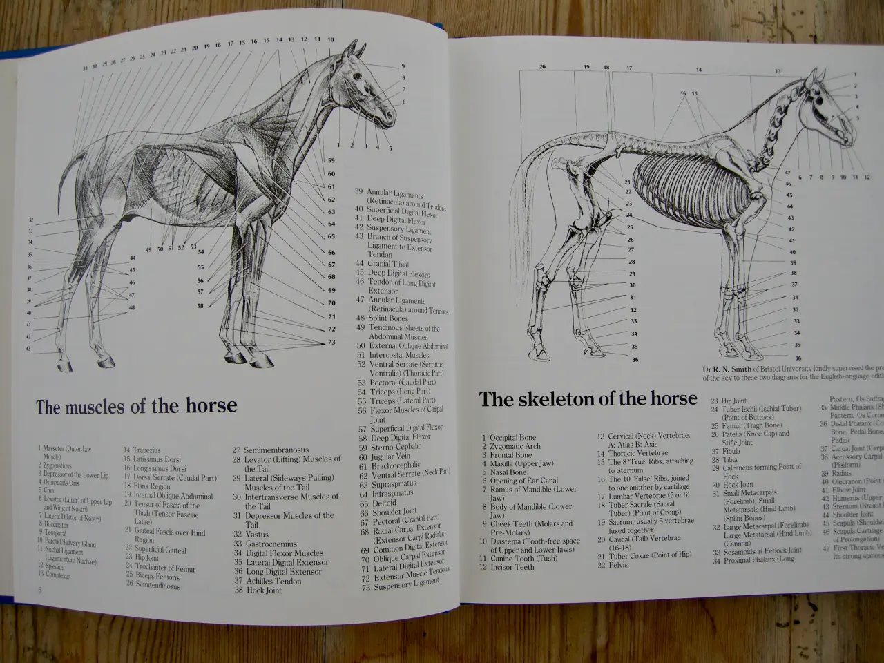 Billede 6 - THIS IS RIDING, Gunnar Hedlund, Hestebog engelsk