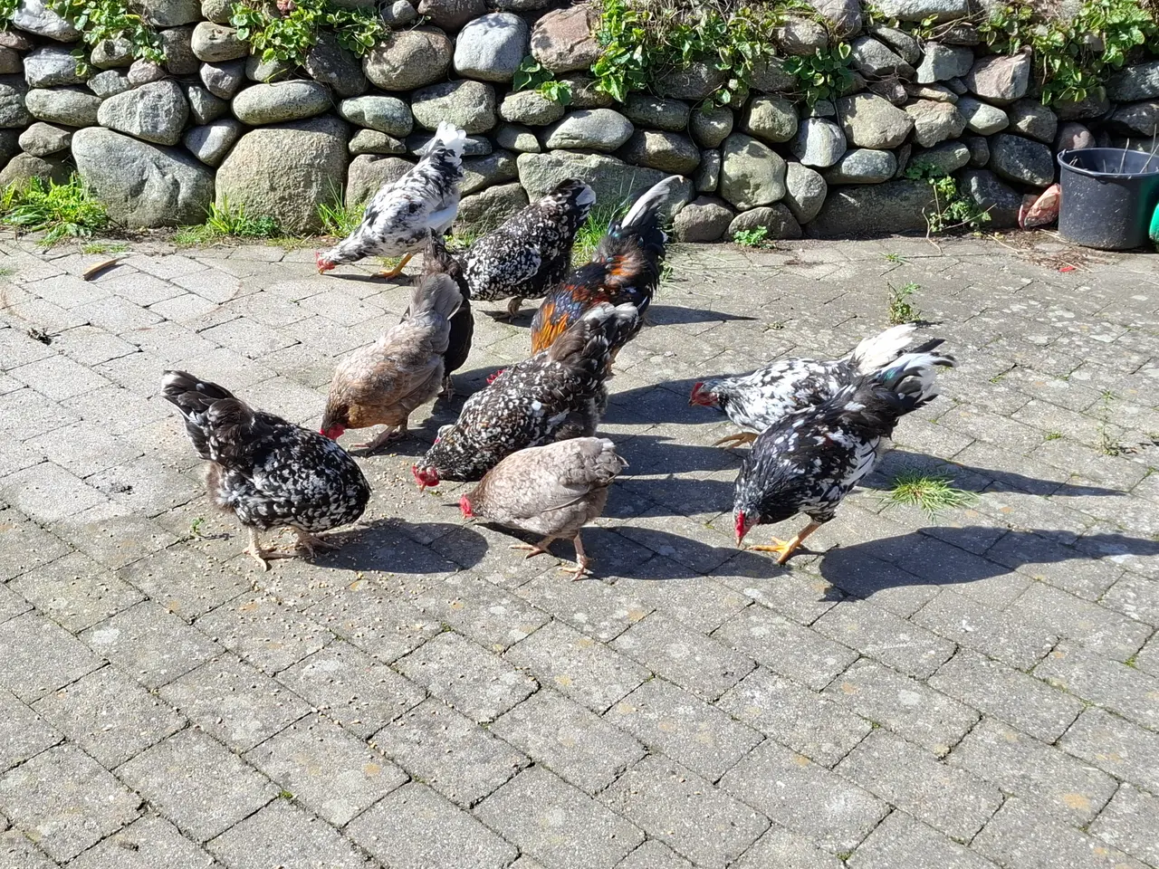 Billede 5 - Kyllinger af Skånske blomsterhøns og krydsede høns