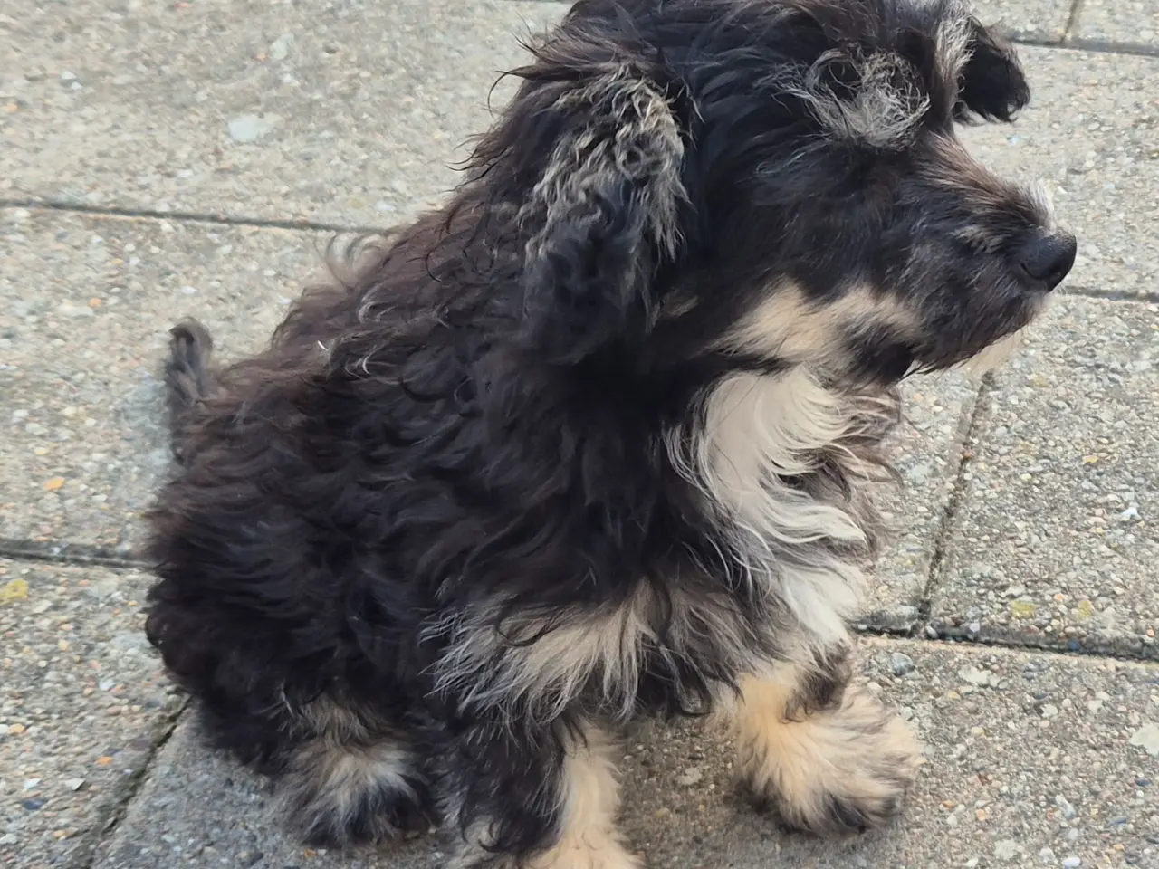Billede 1 - Hunde hvalpe