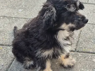 Hunde hvalpe