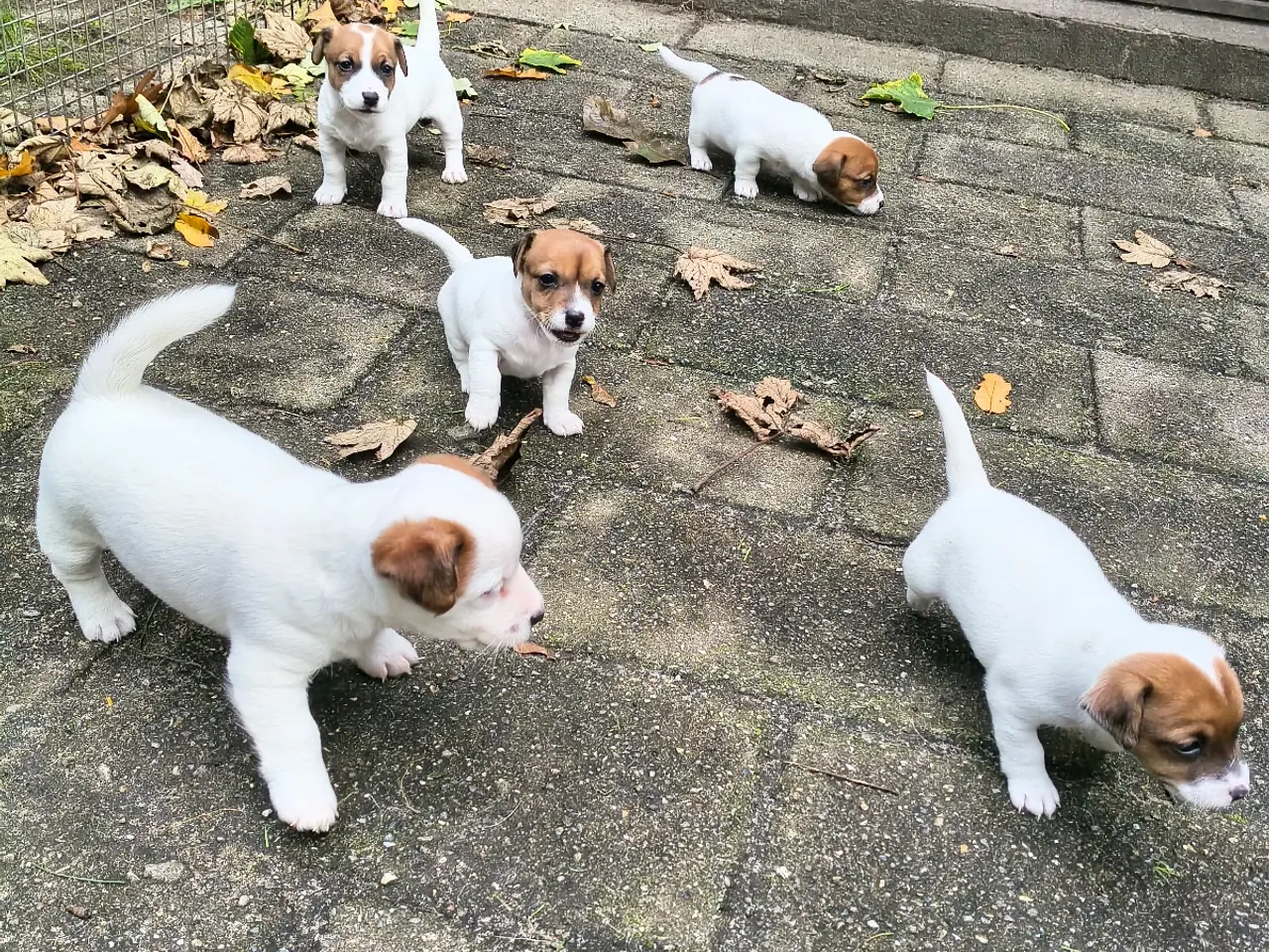 Billede 7 - Lækker Jack Russell Terrier hvalpe 