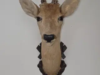Skuldermonteret Råbuk