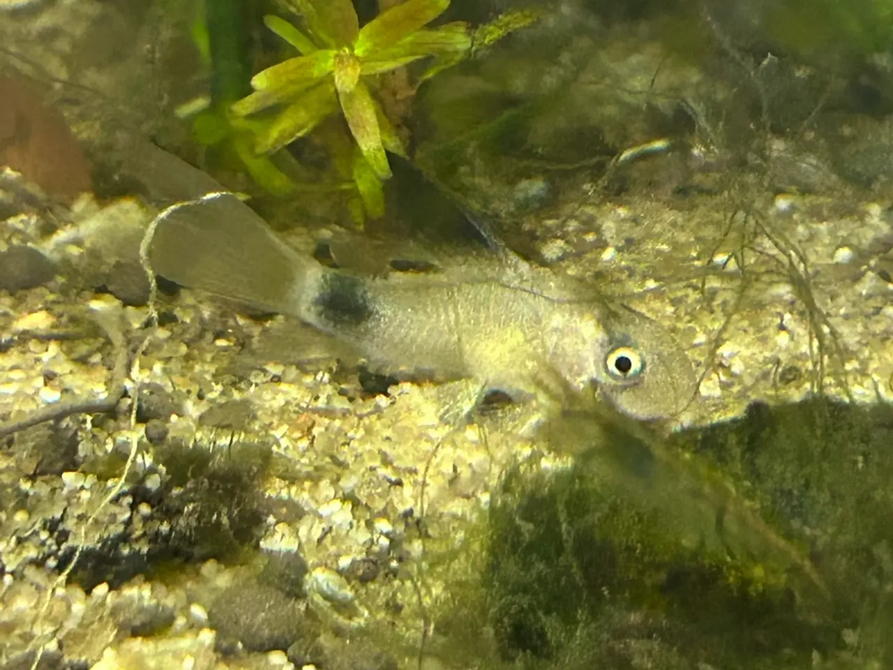 Billede 6 - 🐼🌟 Panda Longfin Pansermaller 3-4 cm | Premium |