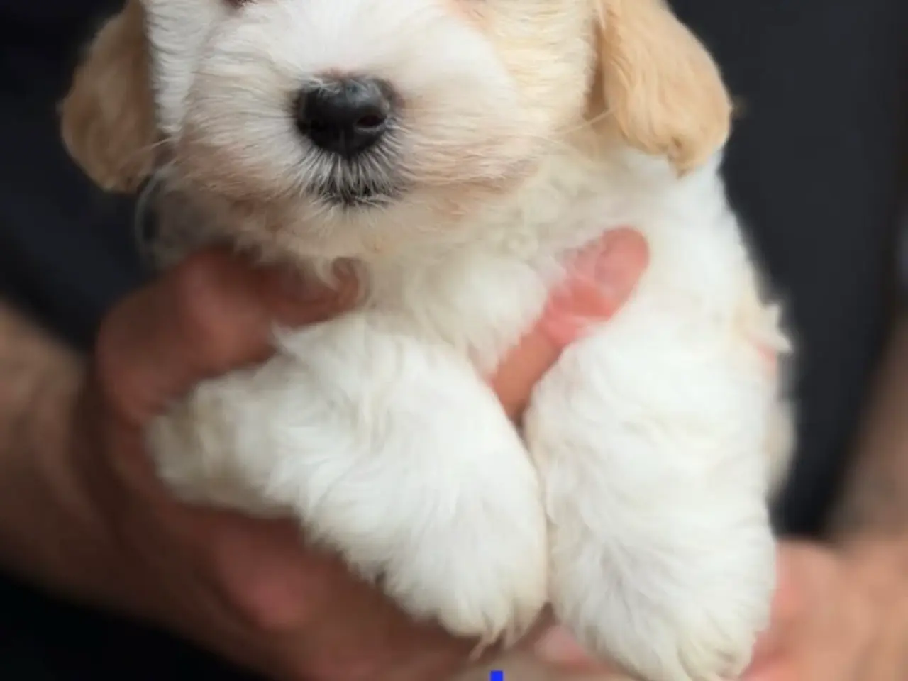 Billede 16 - Bichon Havanese