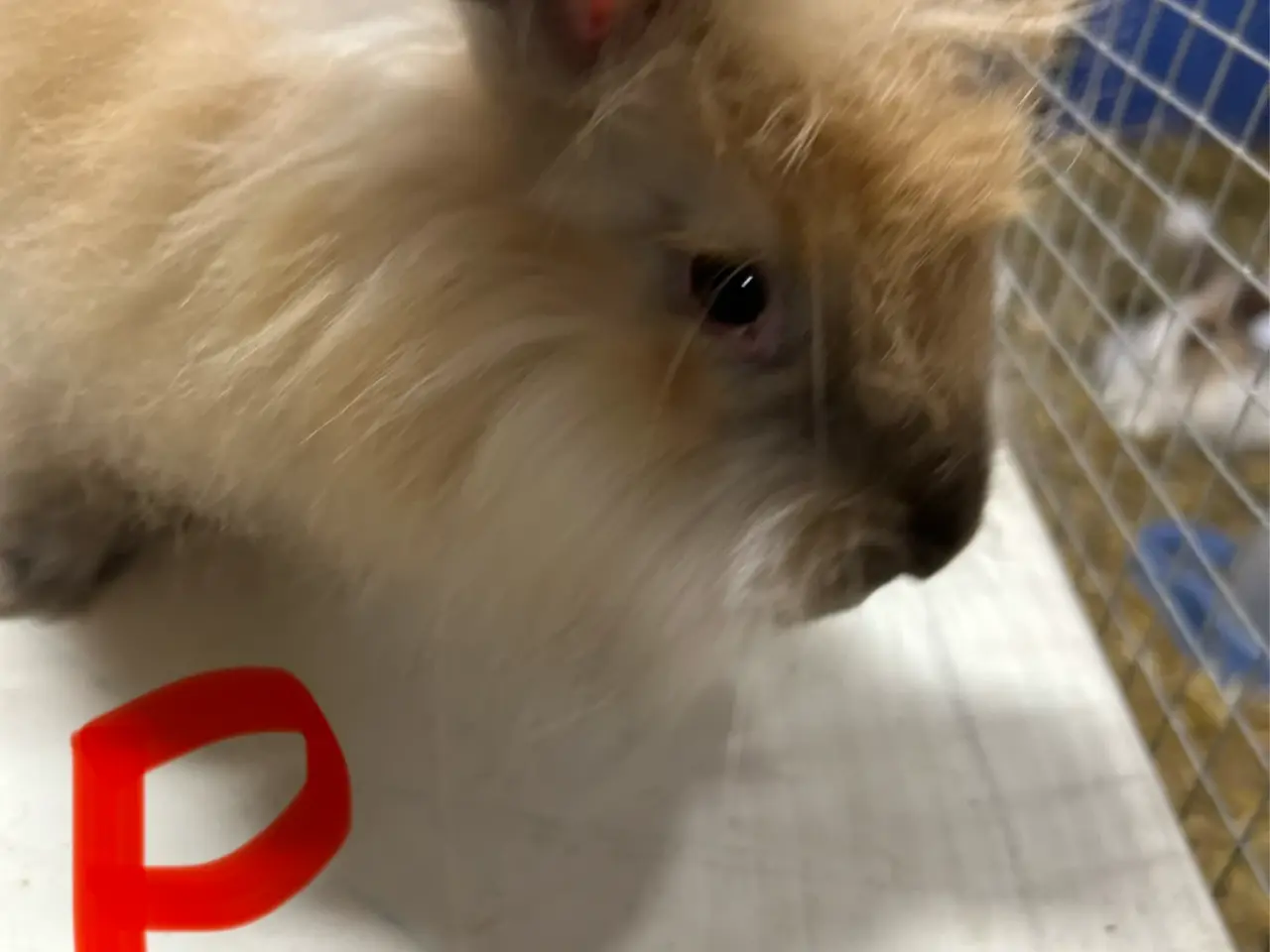 Billede 1 - Smukke Angora kanin unger