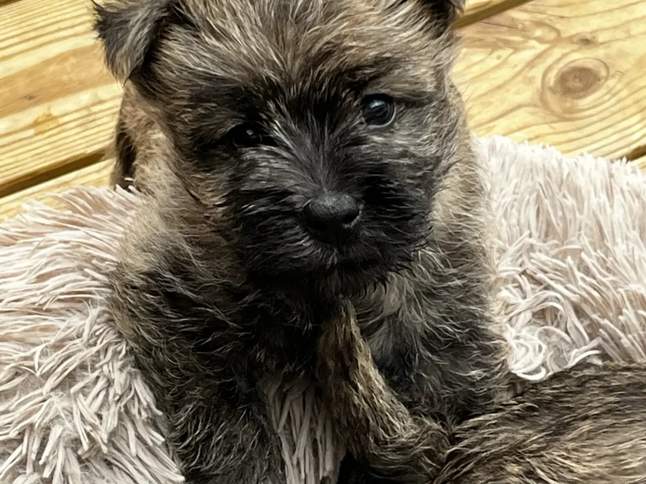 Billede 1 - Cairn terrier /Westie hvalpe sælges