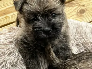 Cairn terrier /Westie hvalpe sælges 