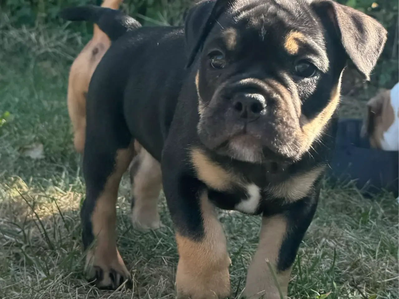 Billede 5 - Mini Bull Hvalpe m/stamtavle