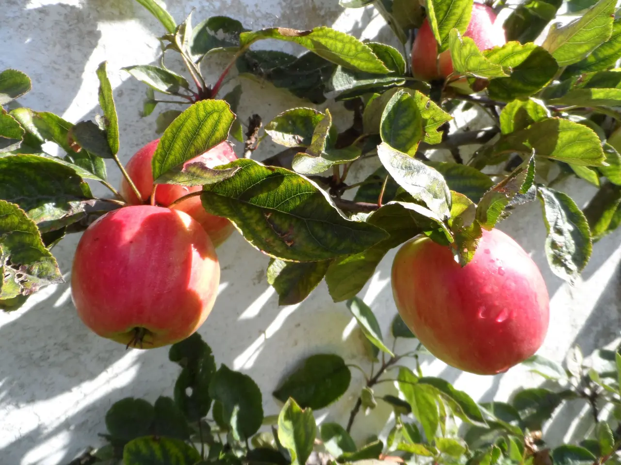 Billede 3 - Cideræbletræer