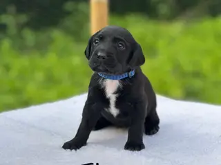 Hundehvalpe søger nyt hjem