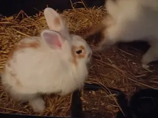 Løvehoved hun kanin unge sælges 