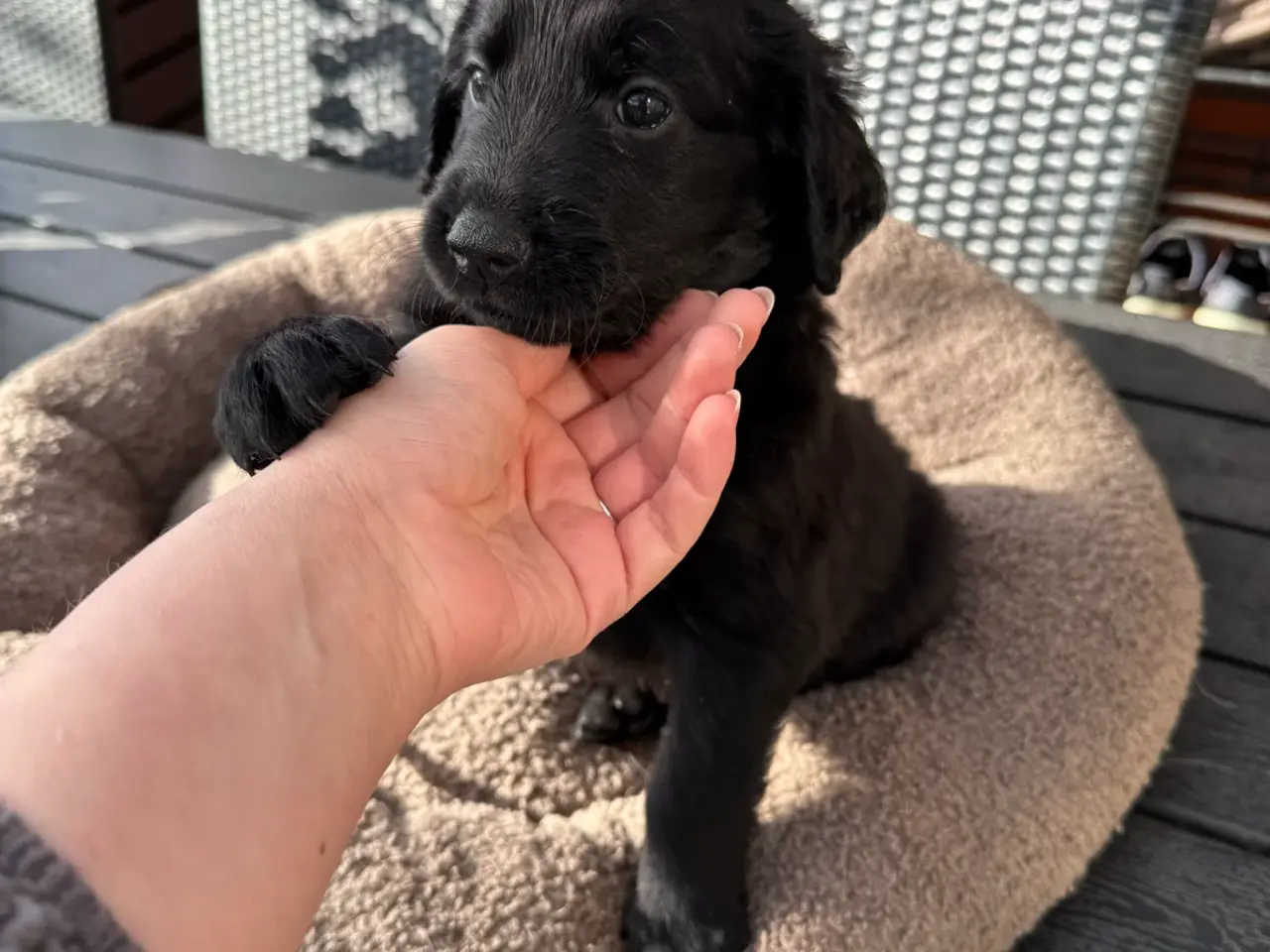 Billede 3 - God retriever/doodle-mix bamser