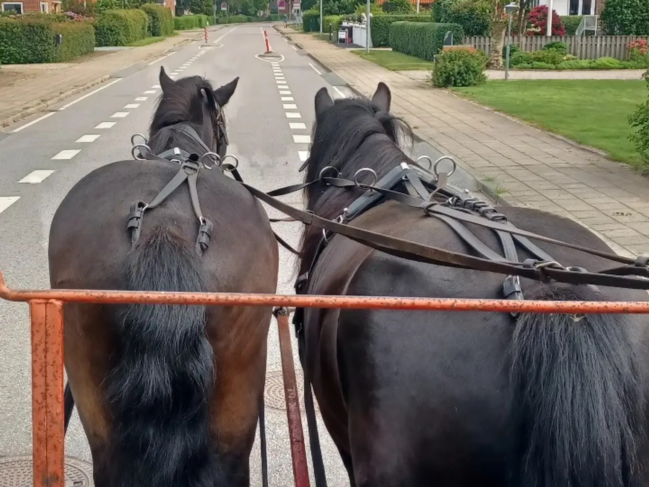 Billede 1 - Køre/ringridning turhest
