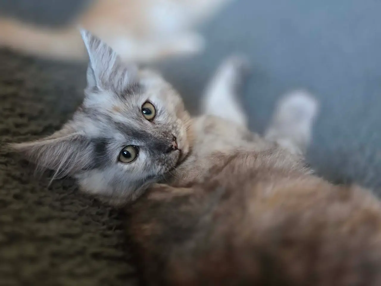 Billede 4 - Maine Coon - Pige