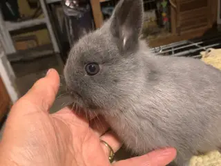Hermelinkaniner