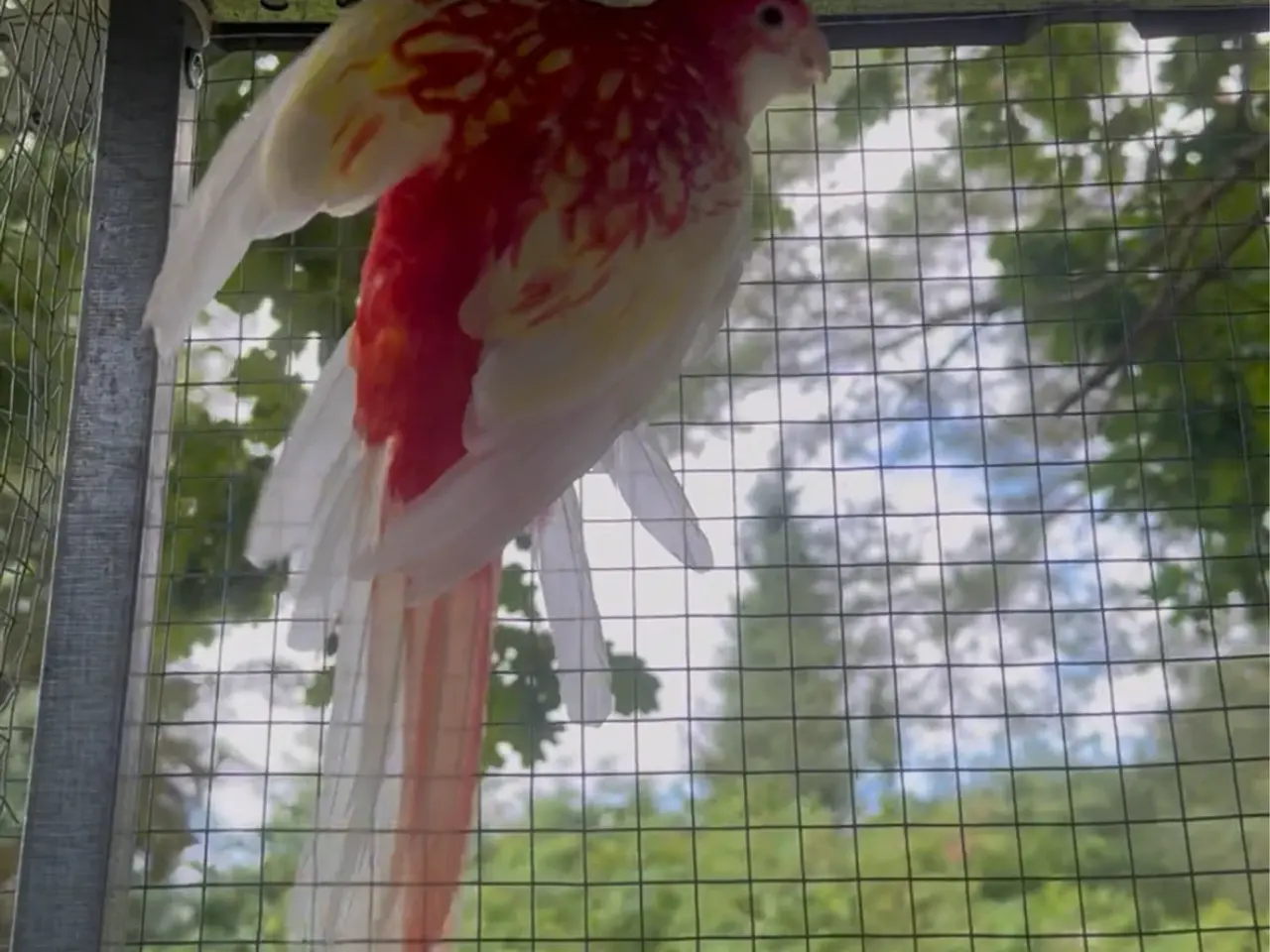 Billede 1 - Rosella Parakit (Crimson Rosella)
