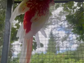 Rosella Parakit (Crimson Rosella)