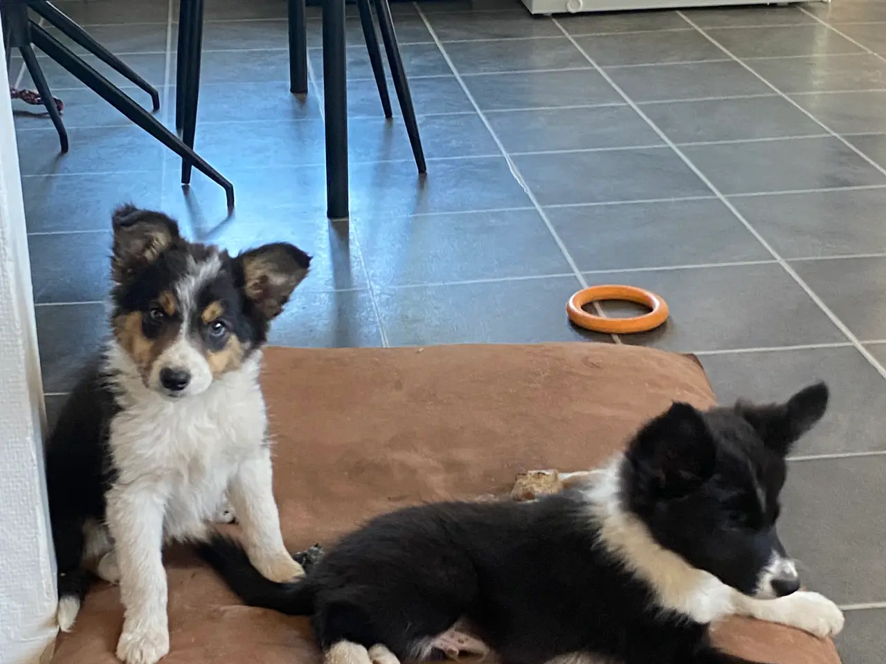 Billede 5 - Border Collie