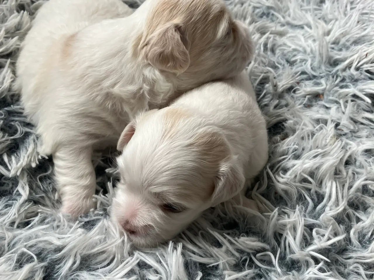 Billede 6 - Coton de tulear hvalpe - DKK stamtavle