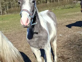 Skøn kommende spring hest