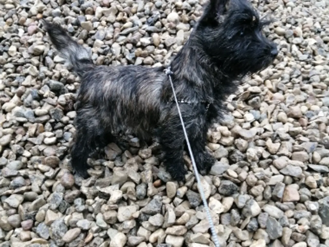 Billede 1 - AVL- søger hanhund fx. Cairn, Westi, Foxterrier
