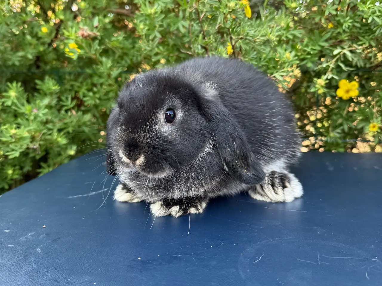 Billede 2 - Minilop / mini lop