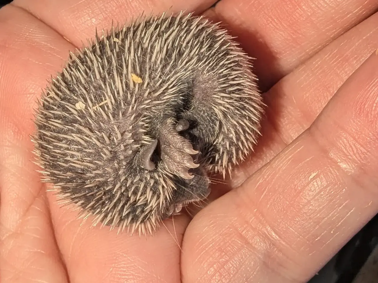 Billede 12 - Tenrek / Echinops telfairi / børstesvin.