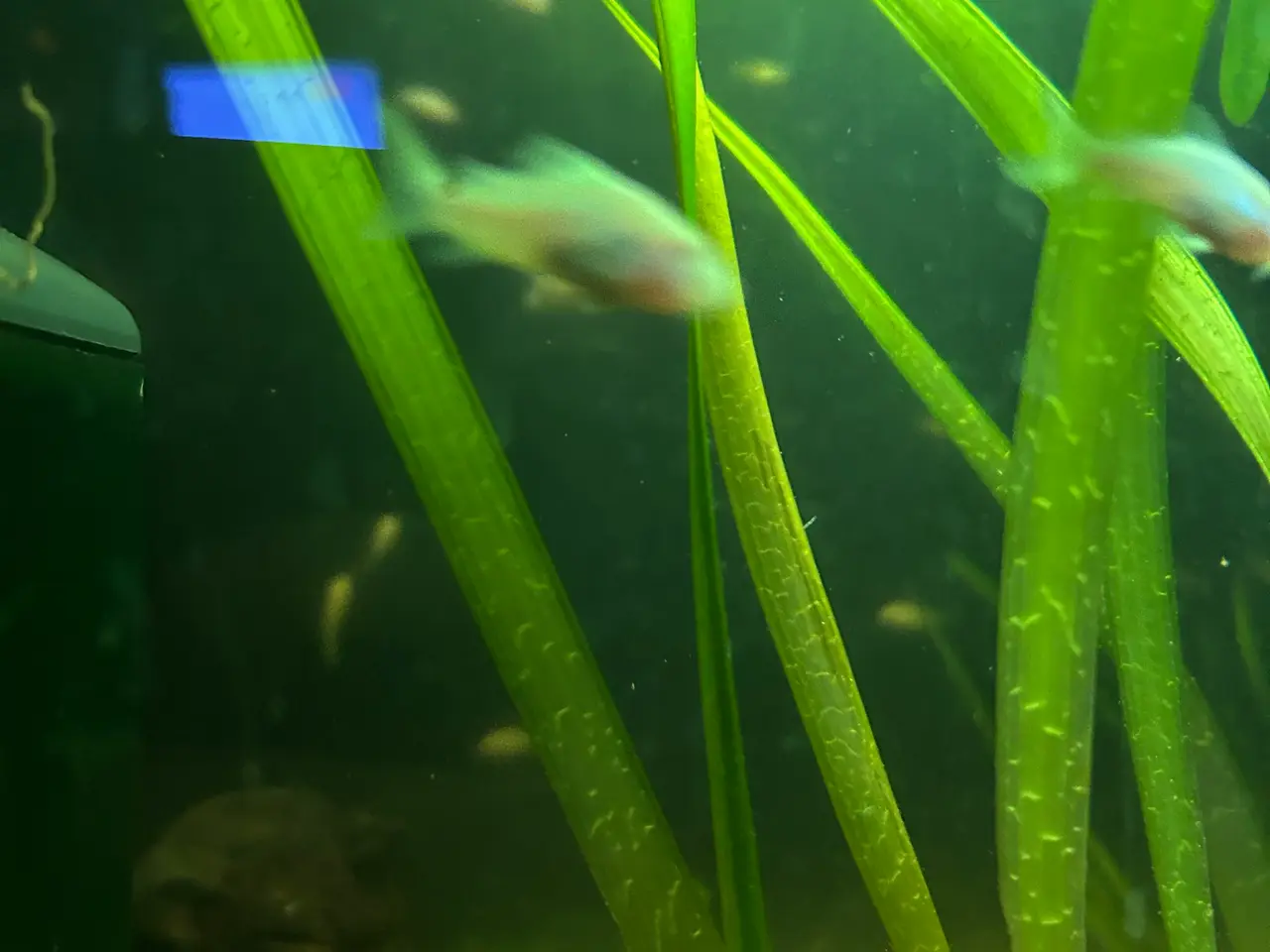 Billede 6 - 🐟 Albino pansermaller – 3-4 cm Premium | Viby J