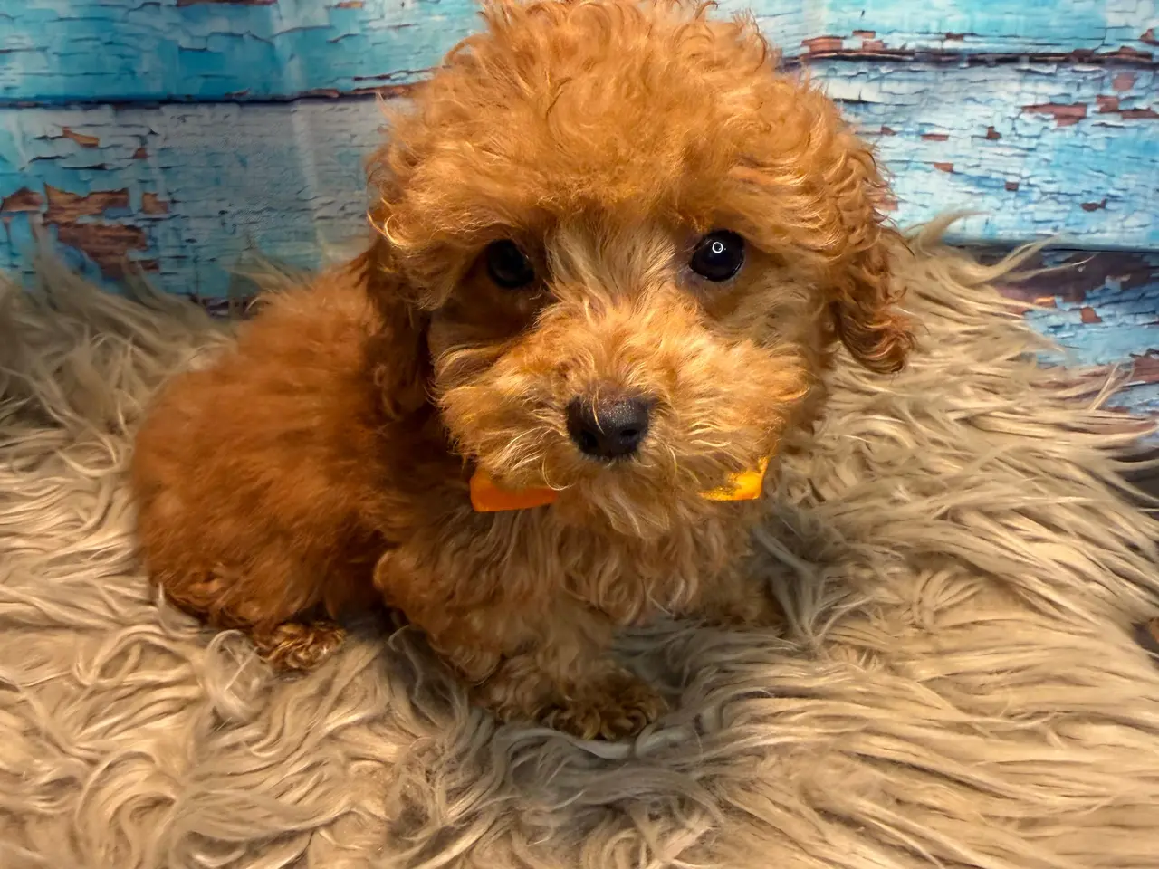 Billede 3 - 🐾✨ Skønne Mini Maltipoo hvalpe klar juli/August