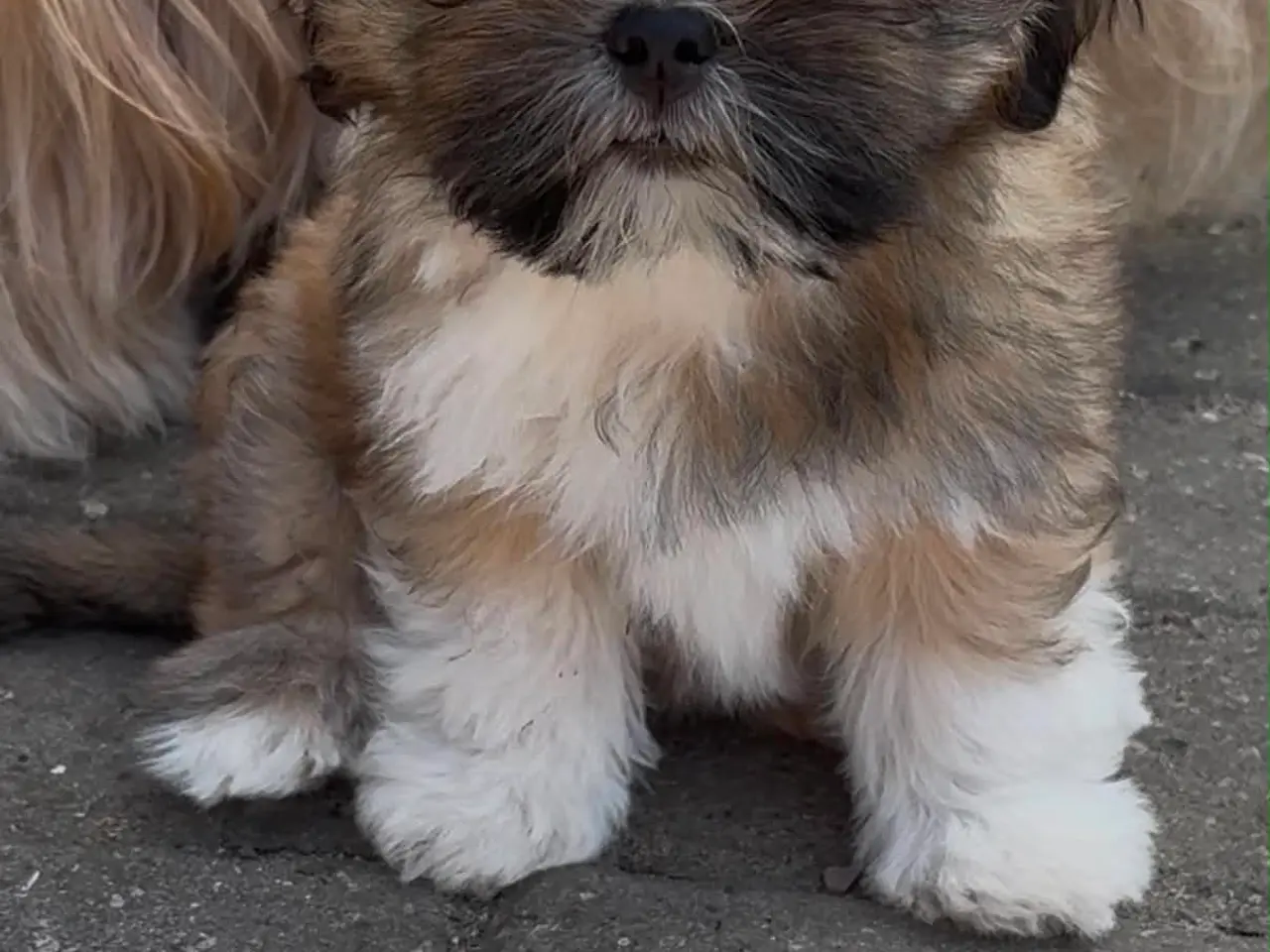 Billede 4 - Skønne Lhasa apso tæver med DKK stamtavle 