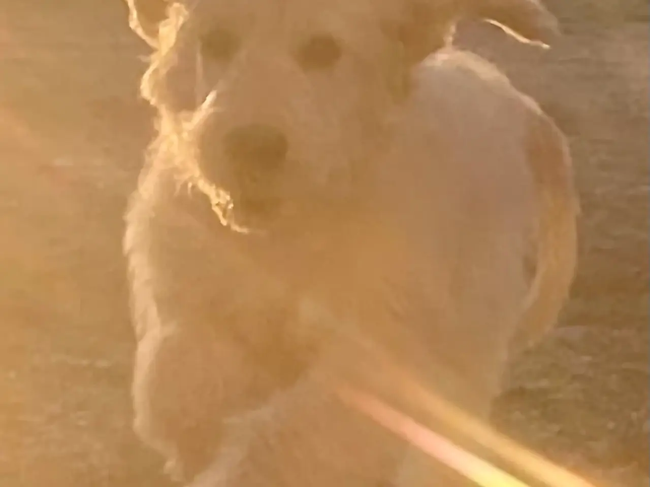Billede 10 - Goldendoodle-HVALPE