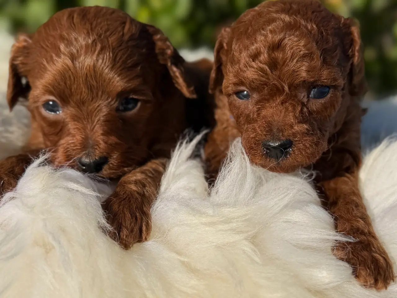 Billede 12 - Goldendoodle F1B