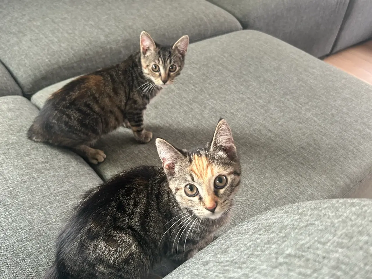 Billede 7 - To søde Katte killinger