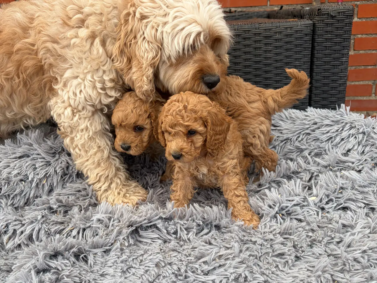 Billede 19 - 2 smukke Cavapoo drenge